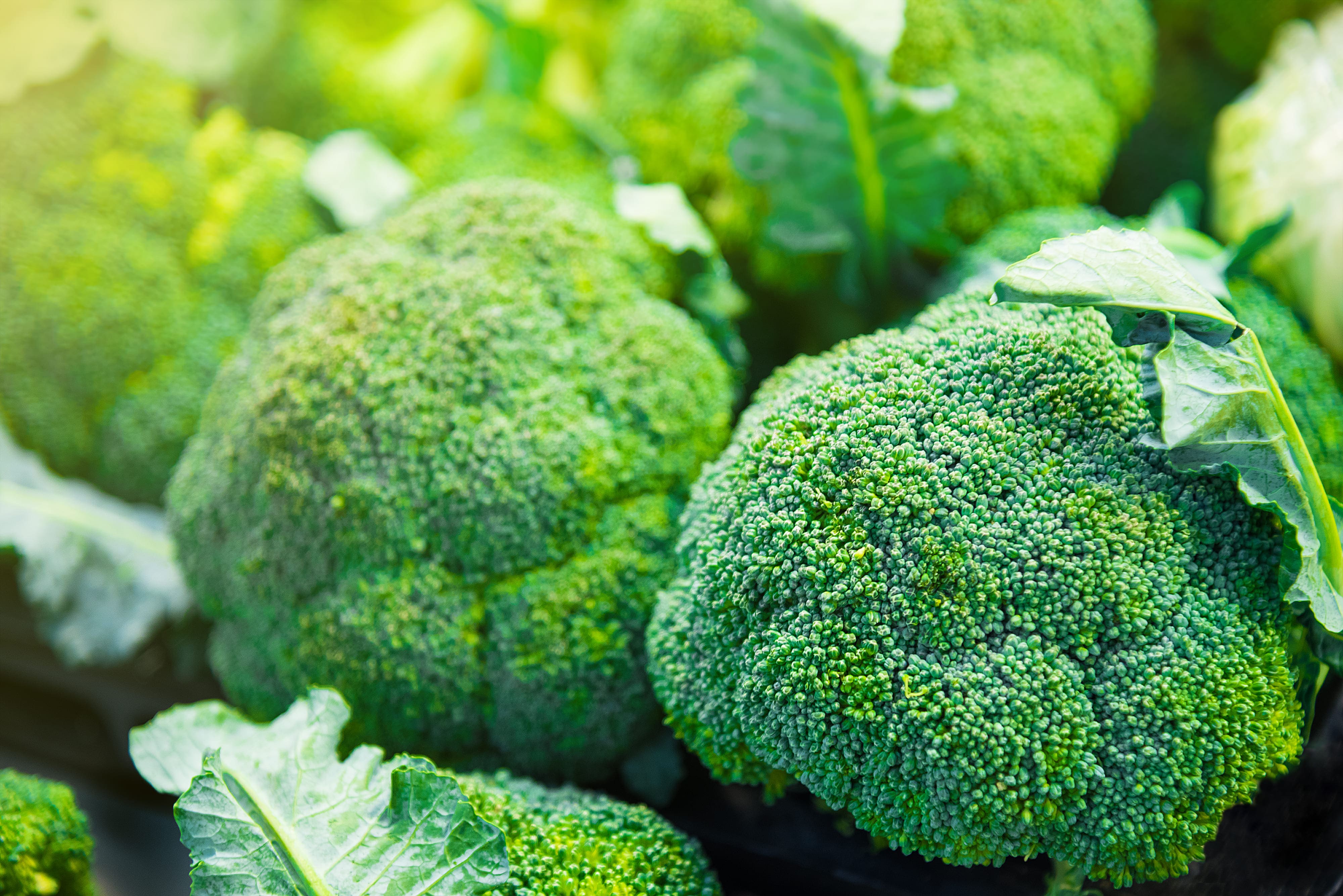 brocoli