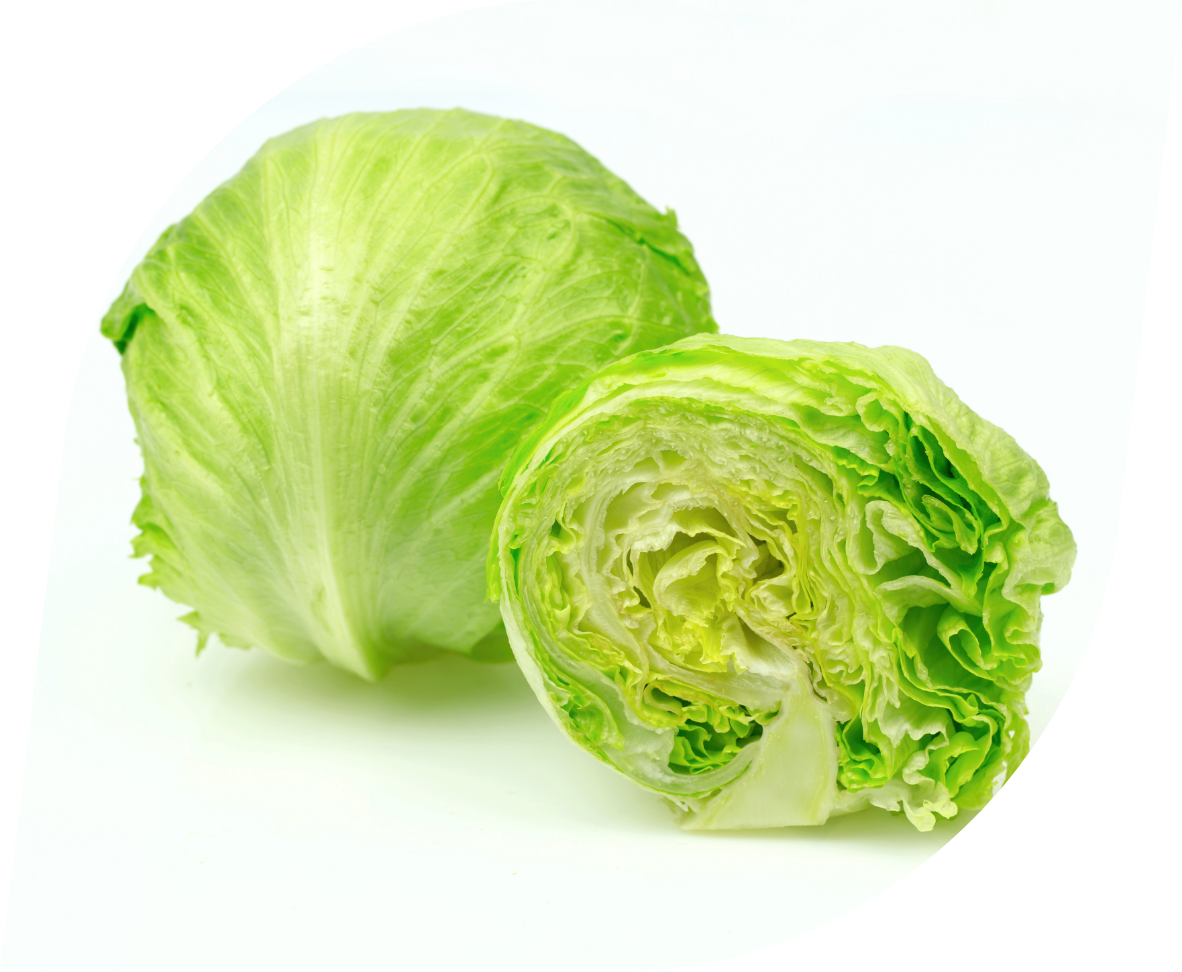 lechuga iceberg