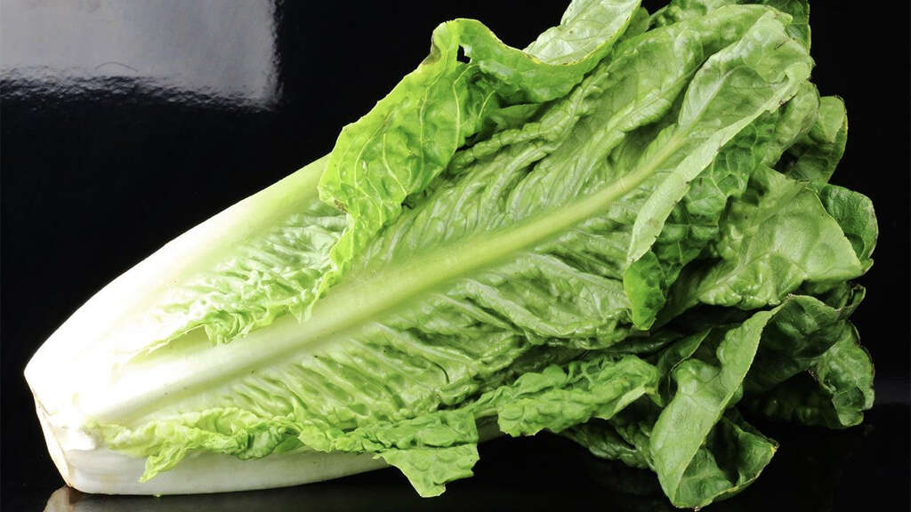 lechuga romana